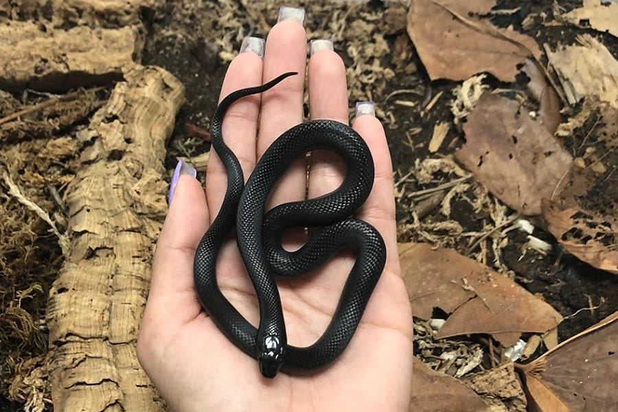 About Mexican Black Kingsnake