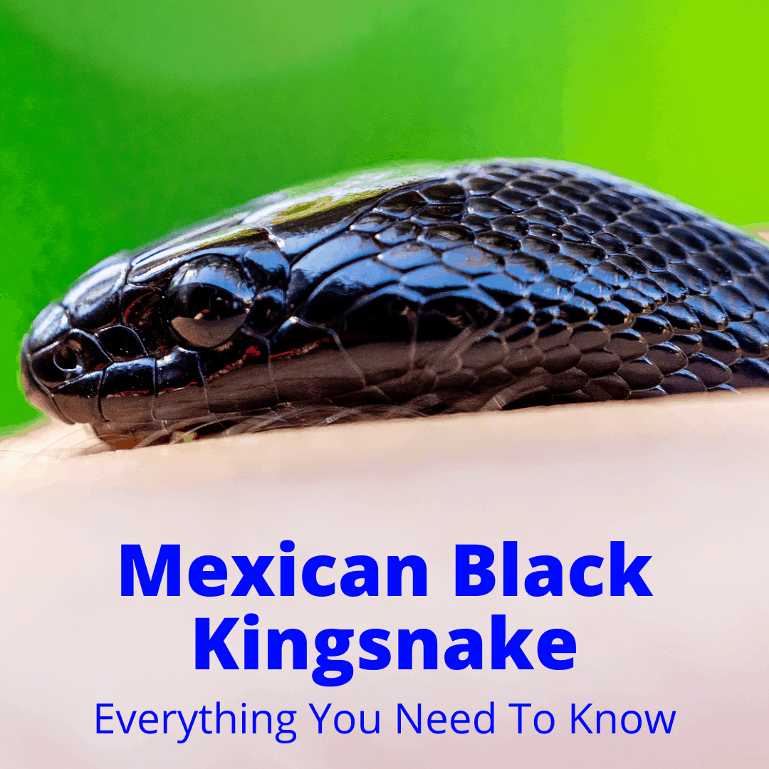 Mexican Black Kingsnake