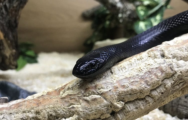 how long mexican black snake live