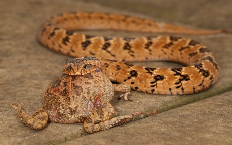 night adder catches frog