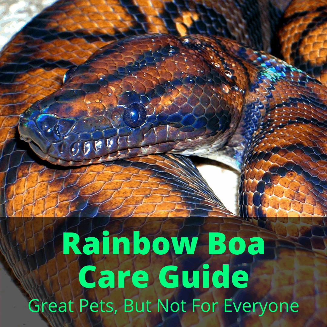 Rainbow Boa Care