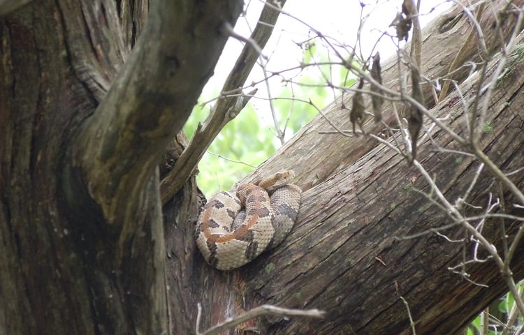 spotted rattlesnake on tree