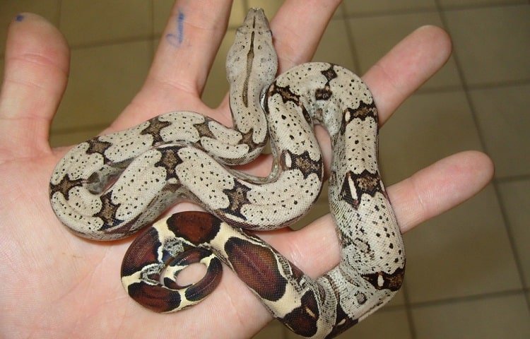 Red Tail Boa