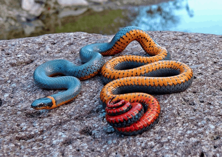 colorful snake