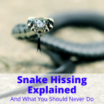 Snake Hissing Explained