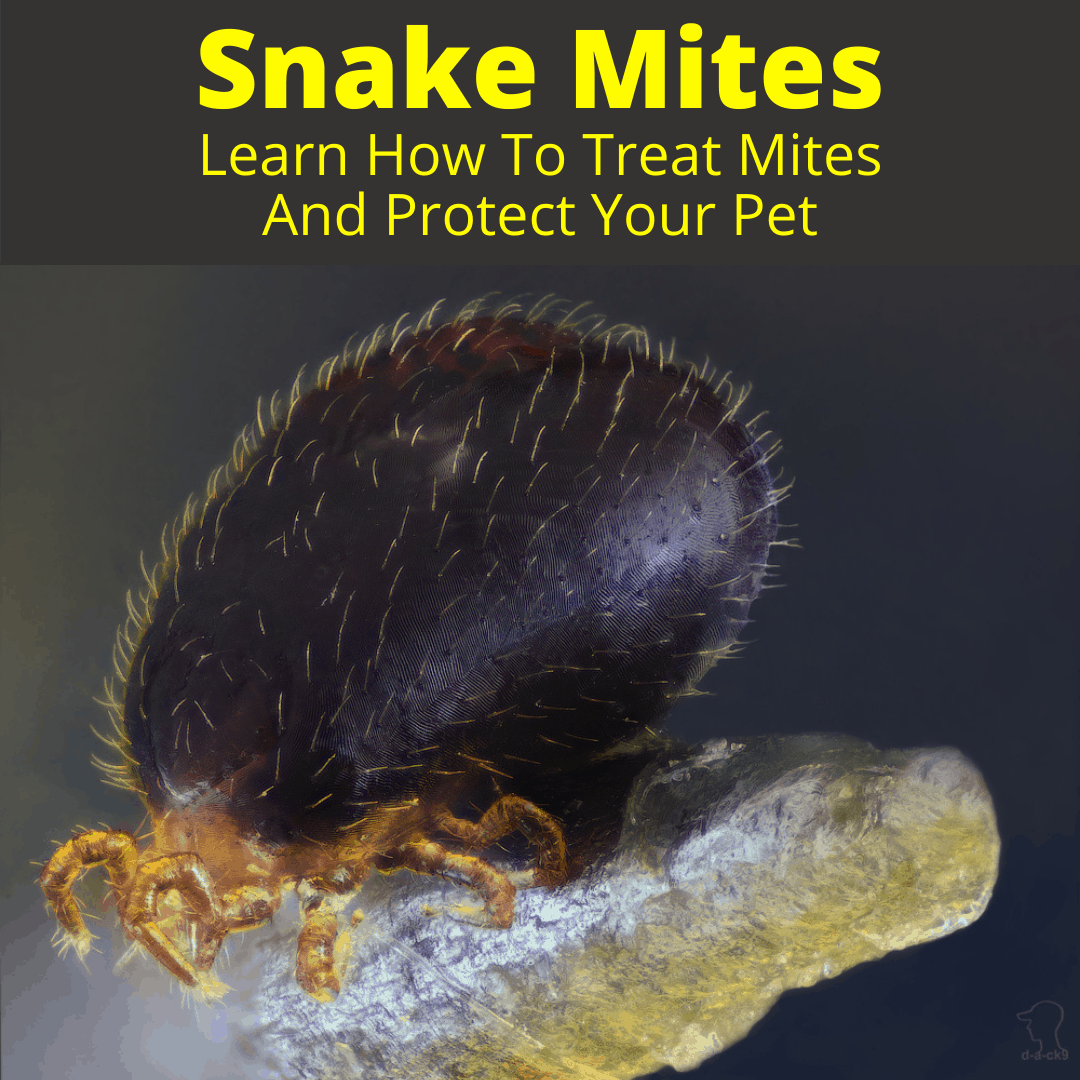 Snake Mites