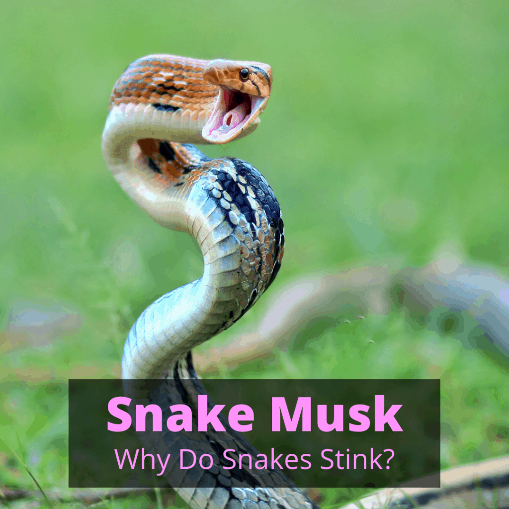 Snake Musk — Why Do Snakes Stink?