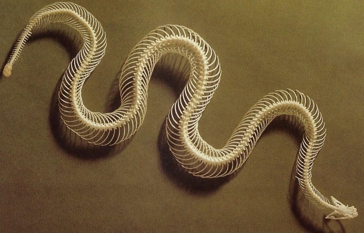 snake skeleton