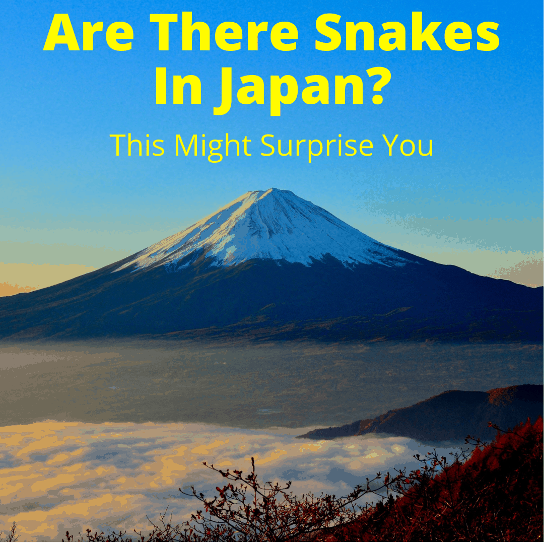 Are There Snakes In Japan