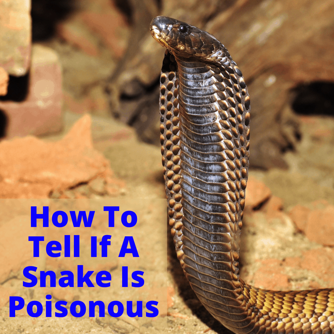 How To Tell If A Snake Is Poisonous