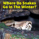 Where Do Snakes Go In The Winter