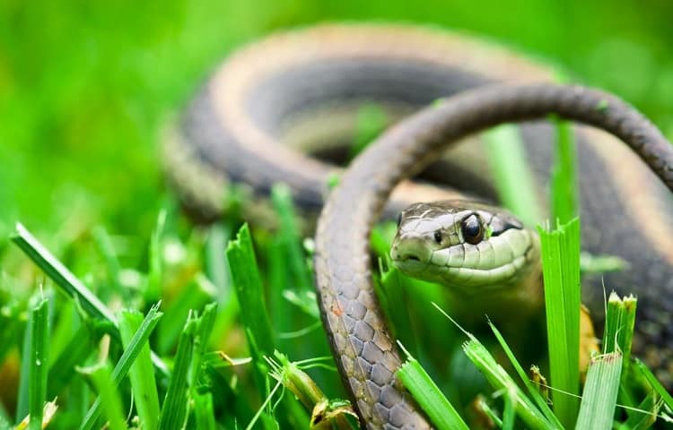 ammonia effect on snakes