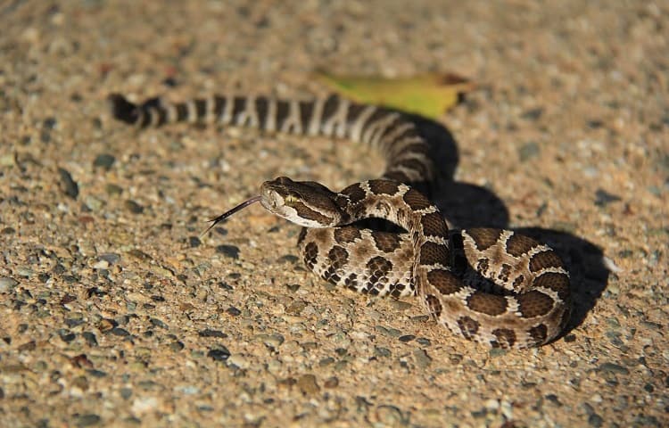 are baby rattlesnake dangerous