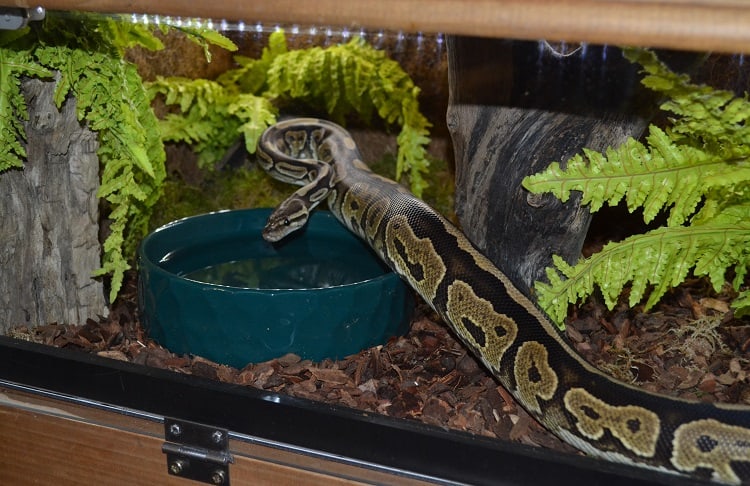 ball python in enclosure