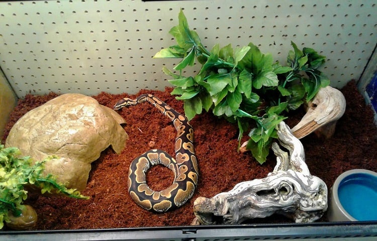 best ball python bedding