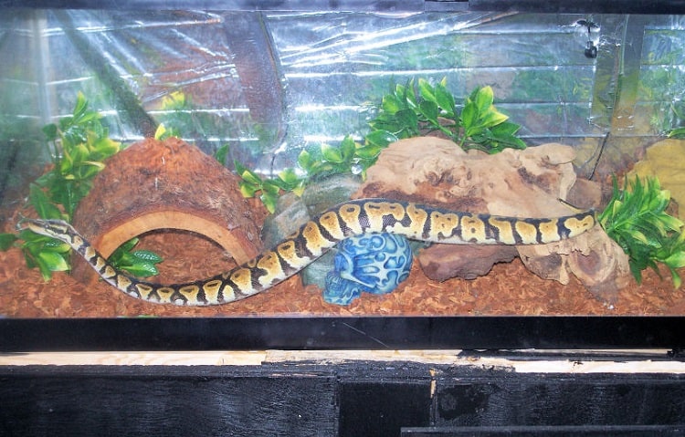 best tank for ball python