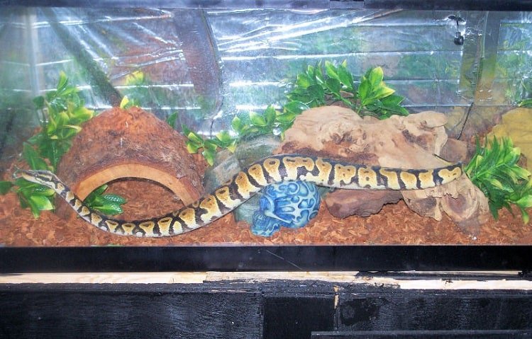 best tank for ball python