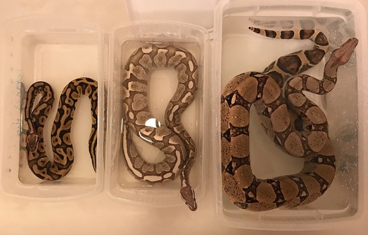three ball pythons of different sizes
