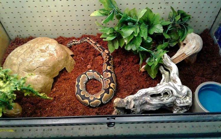 ball python in terrarium