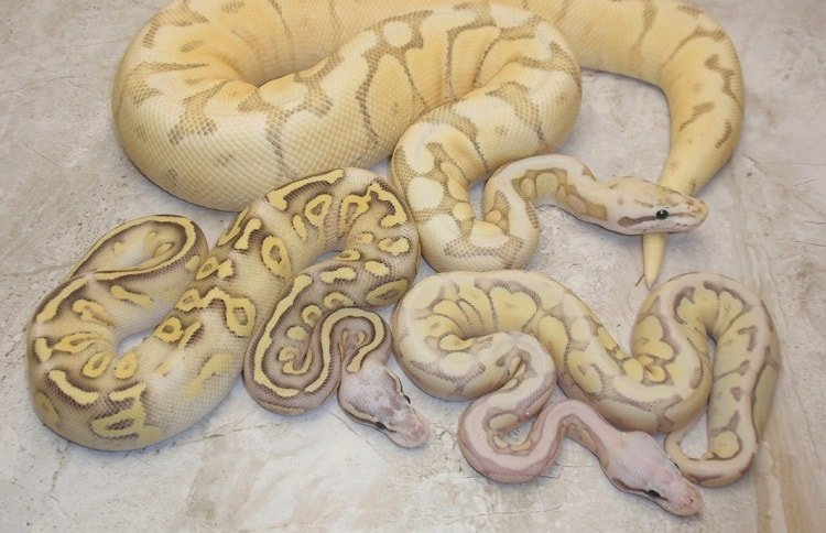 breeding ball python