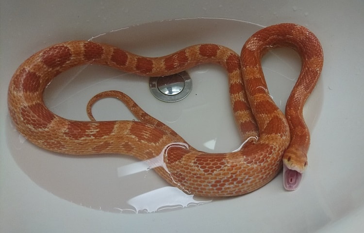 snake getting bath in bathtub