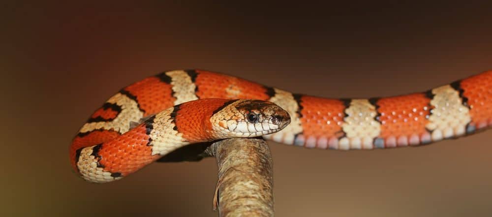 Scarlet Kingsnake