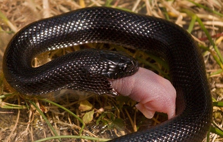 How Many Teeth Do Snakes Have? - My Snake Pet