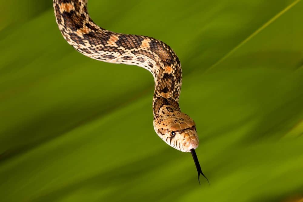 bull snake with tongue out