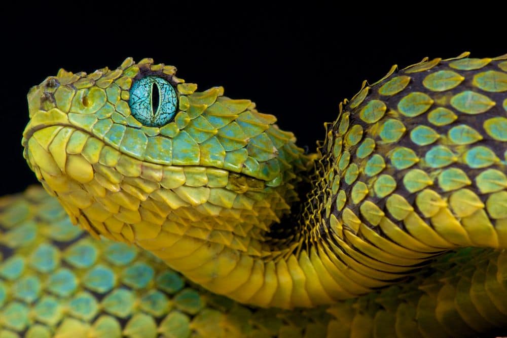 Bush viper dragon snake