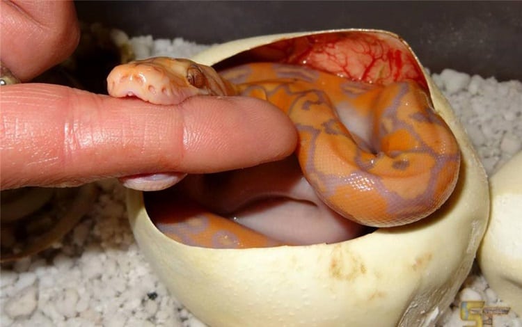 how to take care of reptile eggs