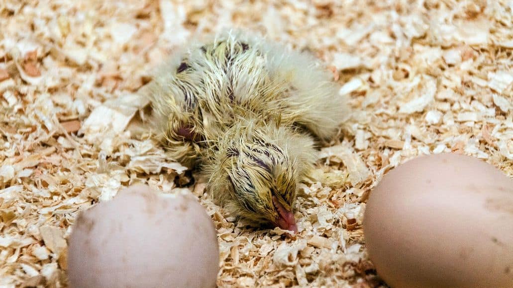 chick by incubated eggs