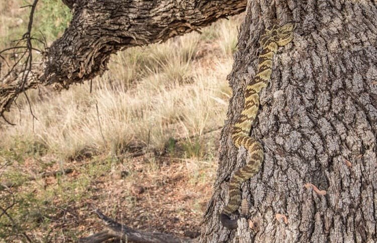 rattlesnake climbing on tree