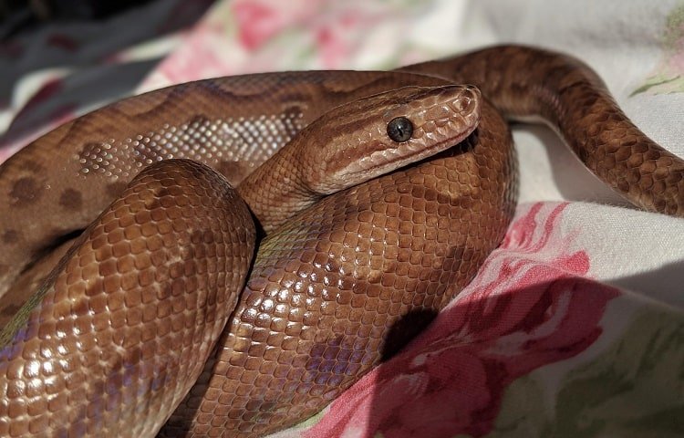 colombian rainbow boa