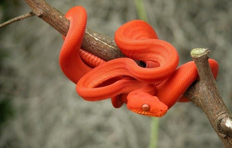 colored amazon tree boa