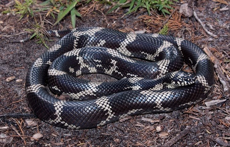 colors of common kingsnake