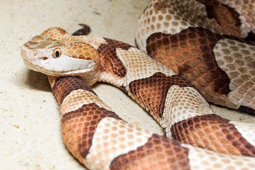 poisonous copperhead snake