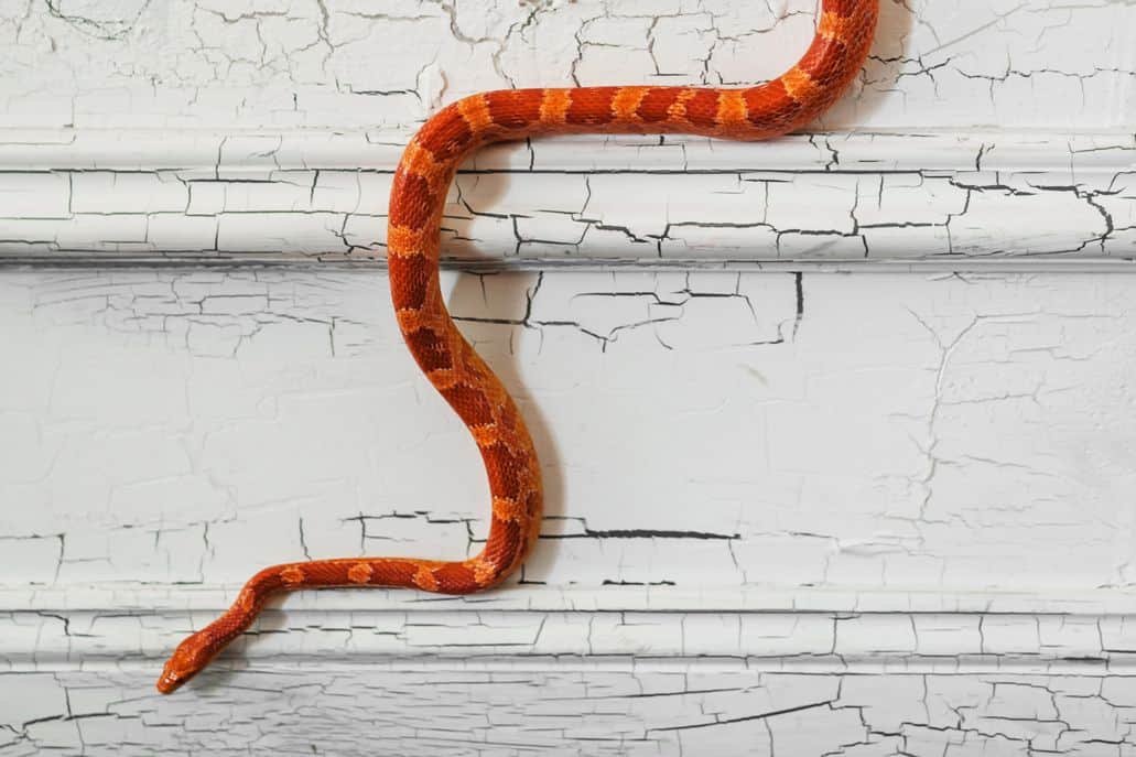 corn snake climbing a wall