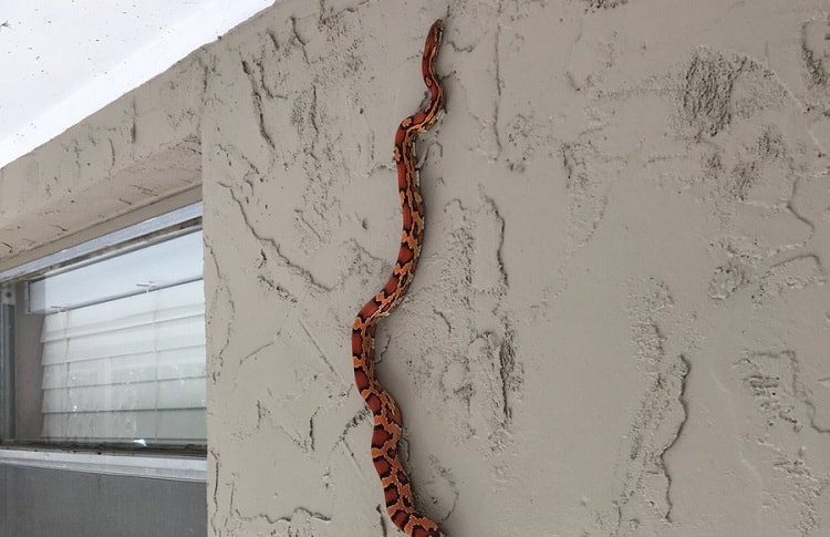 wall climbing cornsnake