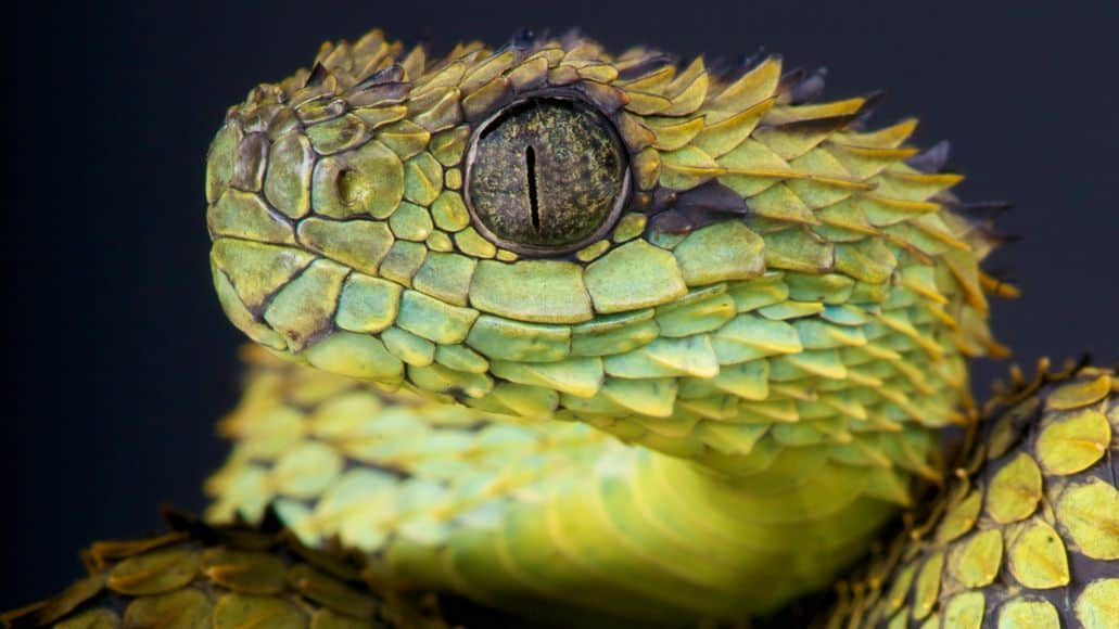 Dragon snake bush viper