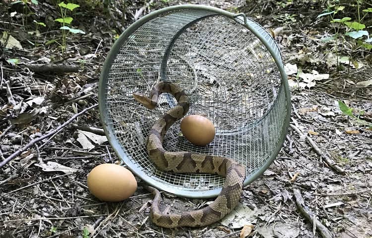 eggs as a bait for snakes