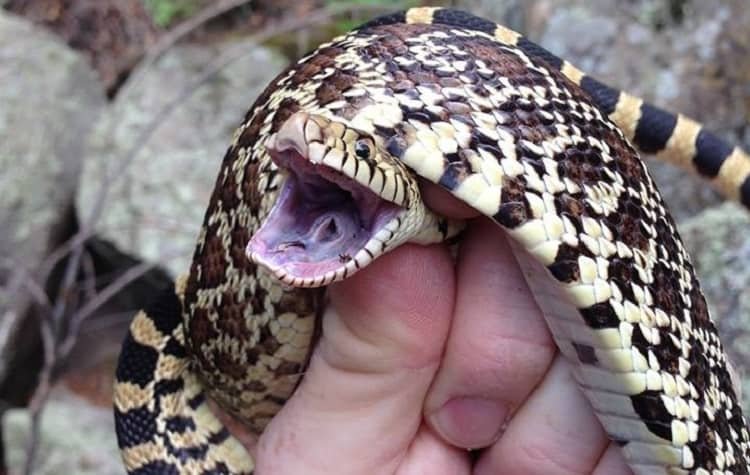 snake hissing organ