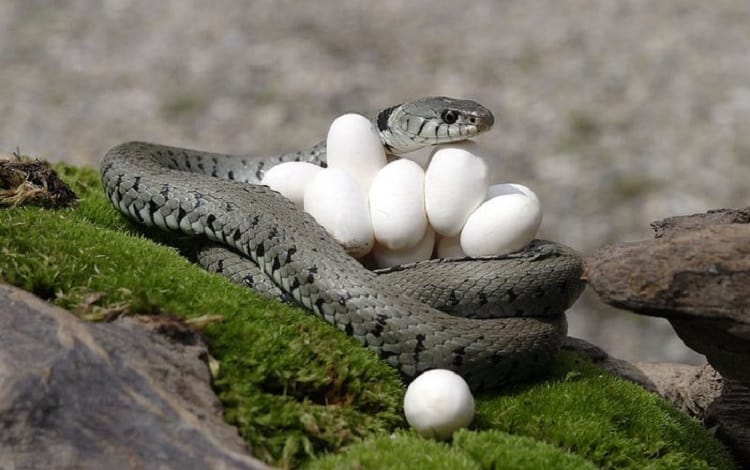 grass snake with eggs