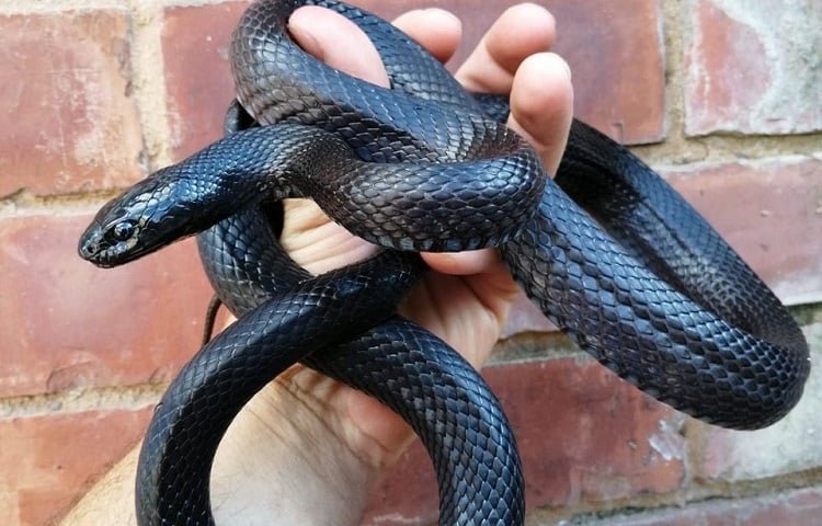 holding black kingsnake in hand