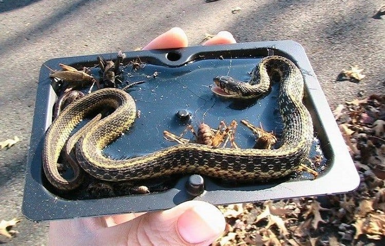 snake in glue trap