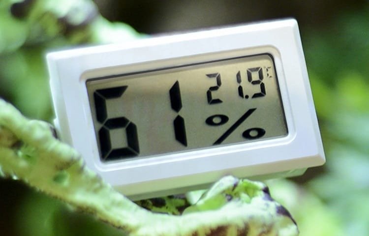 digital hygrometer inside terrrarium