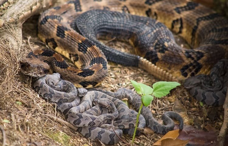 rattlesnake hatchlings