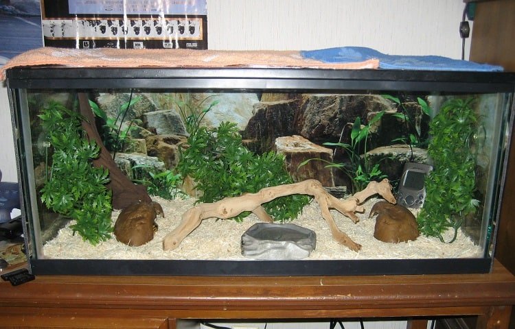 Ball Python Enclosure