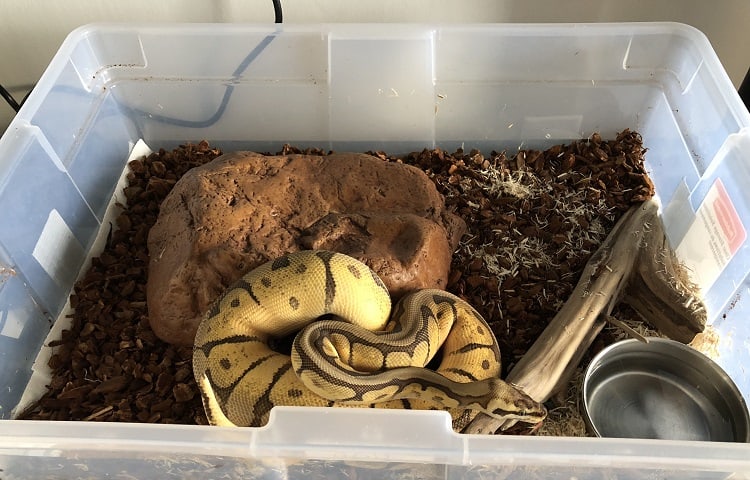 python in rack