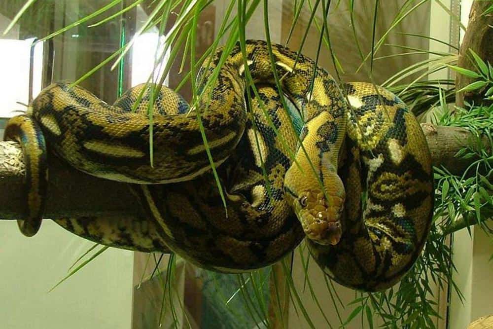 python in terrarium