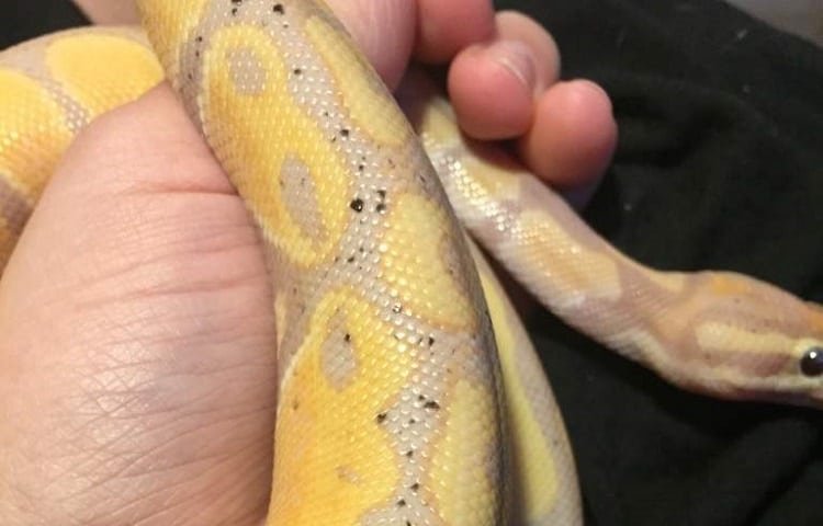 snake mites on python